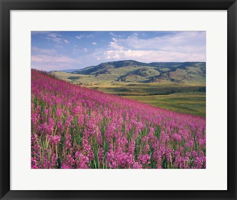 Framed Lamar Valley Print