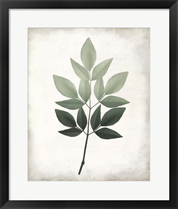 Framed Vintage Botanical Greens 1 Print