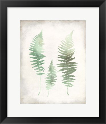 Framed Watercolor Fern 1 Vintage Print