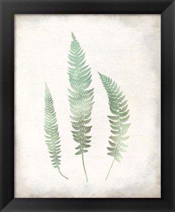 Framed Watercolor Fern 3 Vintage Print