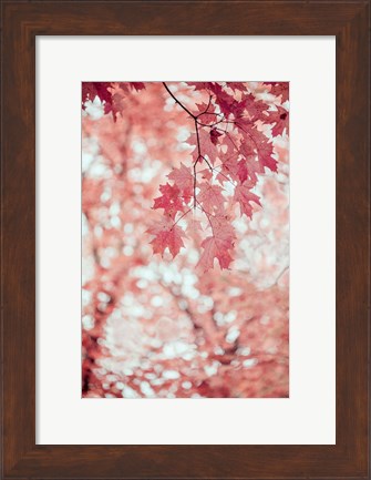 Framed Pink and Coral Maple Leaves Print