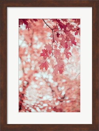 Framed Pink and Coral Maple Leaves Print