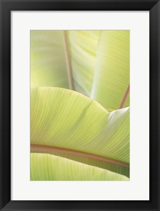 Framed Palm Leaves No. 1 Print