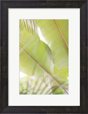 Framed Palm Leaves No. 2 Print