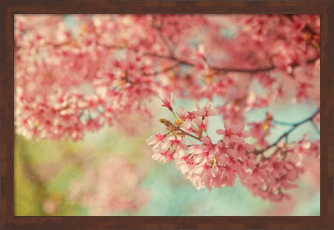 Framed Cheery Cherry Blossoms Print