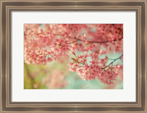 Framed Cheery Cherry Blossoms Print