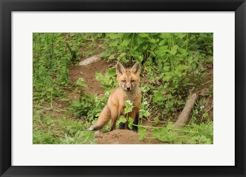 Framed Fox and Flower Print