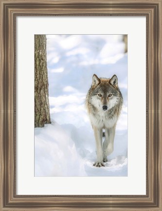 Framed Winter Wolf Print