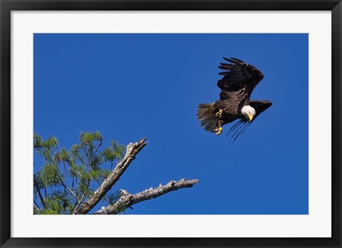 Framed Takeoff Print