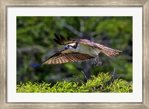 Framed Osprey Liftoff Print