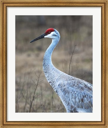 Framed Sandhill Crane in Profile Print