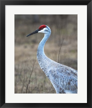 Framed Sandhill Crane in Profile Print