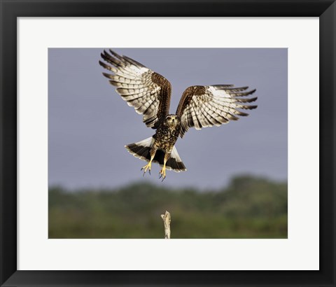 Framed Grabbing Air Snail Kite in Flight Print