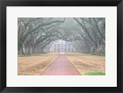 Framed Foggy Oak Alley Print