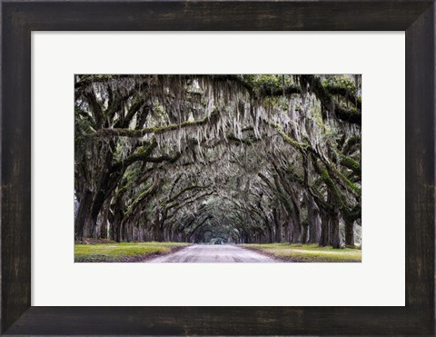 Framed Wormsloe Alley Print