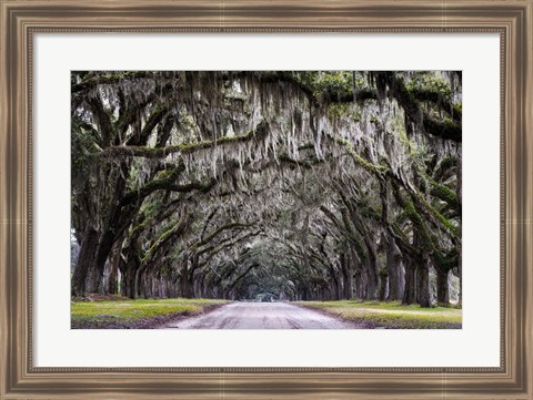 Framed Wormsloe Alley Print