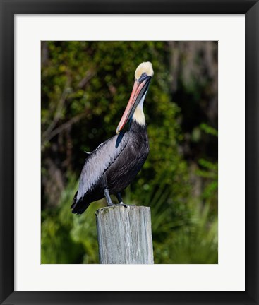 Framed Pelican Watching Print