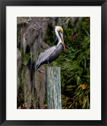 Framed Pelican on Point Print