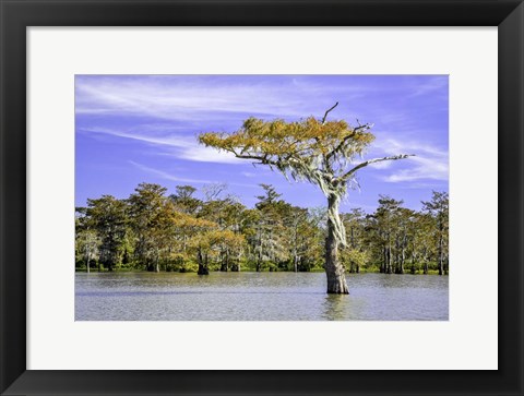 Framed Spirit of the Swamp Print