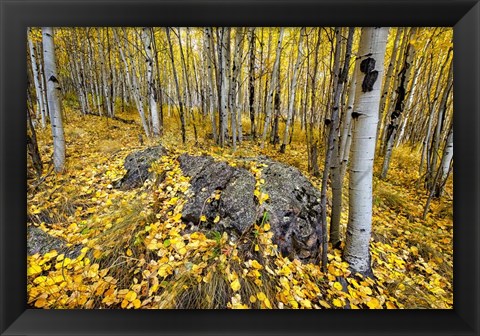 Framed Aspen Carpet Print