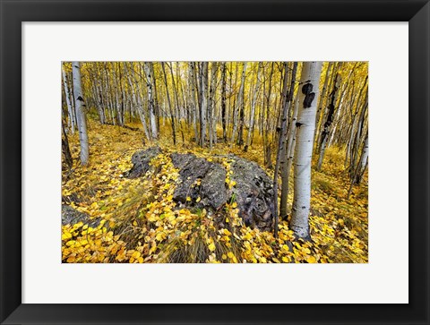 Framed Aspen Carpet Print