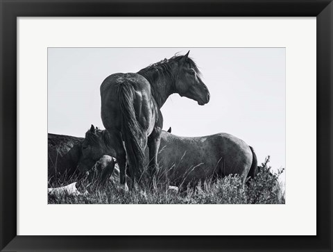 Framed Wild Stallion Print