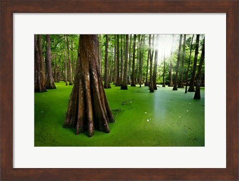 Framed Cypresses on Chicot Lake Print