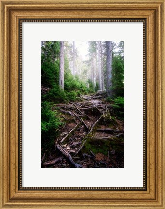 Framed Forest Gates Print