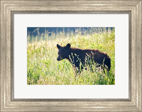 Framed Black Bear Cub Print