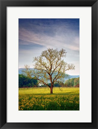 Framed Spring Glow in Cades Cove Print