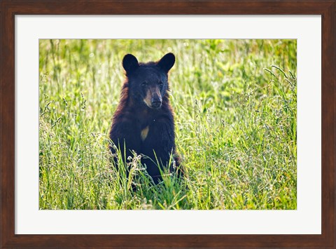 Framed Black Bear Cub In the Sun Print