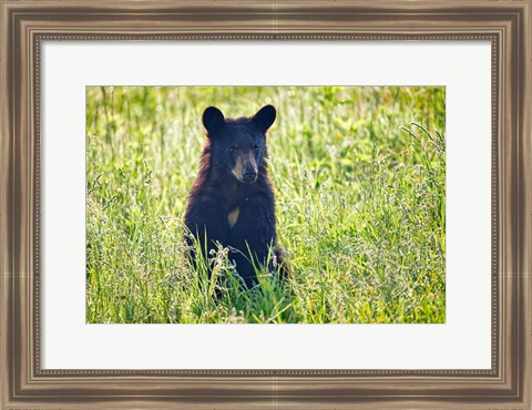 Framed Black Bear Cub In the Sun Print