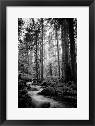 Framed Woodland Cascades B&amp;W Print