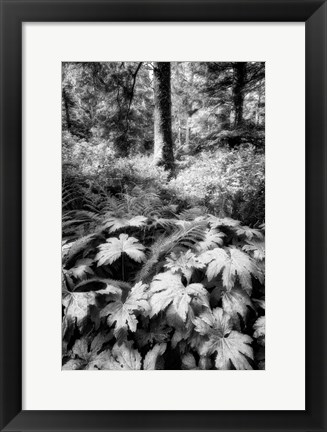 Framed Old Growth Forest Print