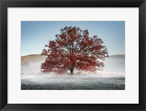 Framed Red Oak in the Mist Print