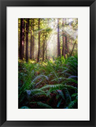 Framed Oregon Redwoods Print