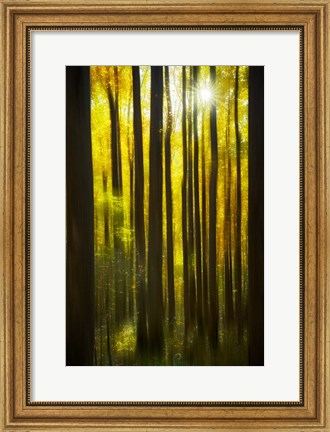 Framed Autumn Forest Dream Print