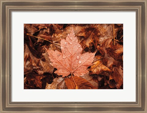 Framed Fall Rains I Print