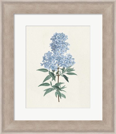 Framed Victorian Garden Flowers III Blue Print