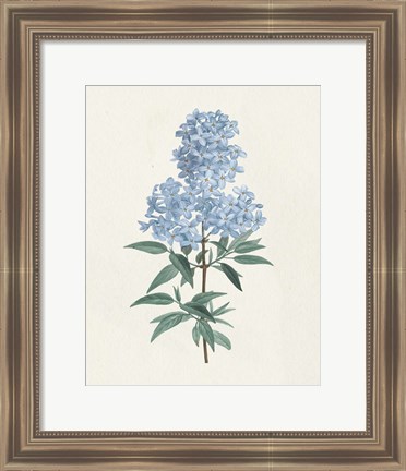 Framed Victorian Garden Flowers III Blue Print