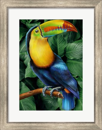 Framed Toucan Print