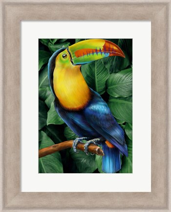 Framed Toucan Print