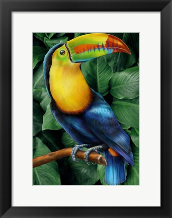 Framed Toucan Print