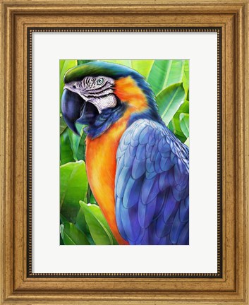 Framed Macaw Print