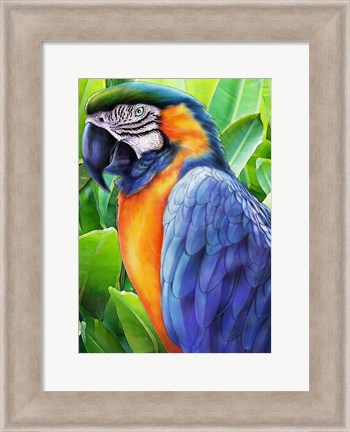 Framed Macaw Print