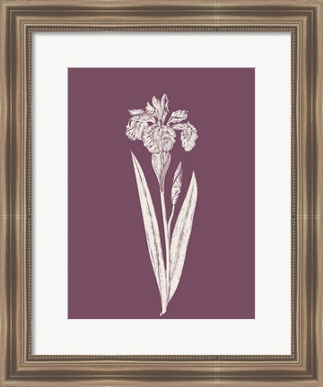 Framed Iris Purple Flower Print