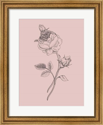 Framed Rose Blush Pink Flower Print