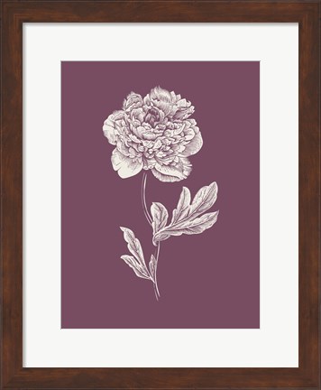 Framed Peony Purple Flower Print