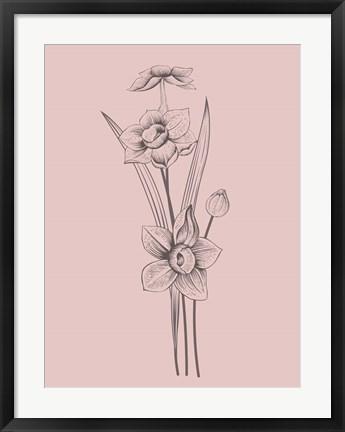 Framed Narcissus Blush Pink Flower Print