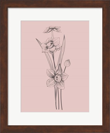 Framed Narcissus Blush Pink Flower Print